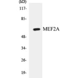 Western Blot - MEF2A Cell Based ELISA Kit (CB5438) - Antibodies.com