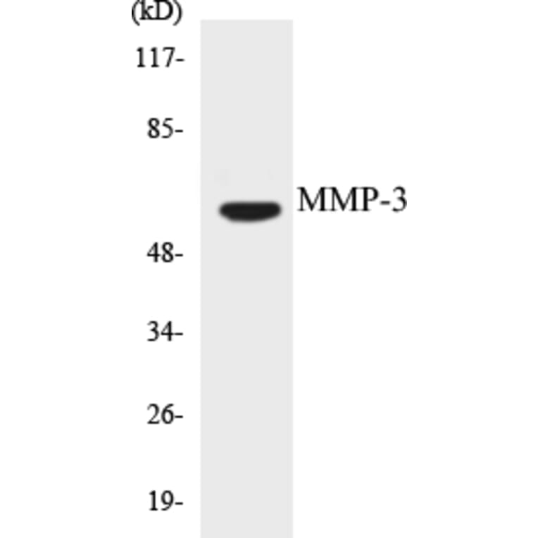 Western Blot - MMP-3 Cell Based ELISA Kit (CB5464) - Antibodies.com