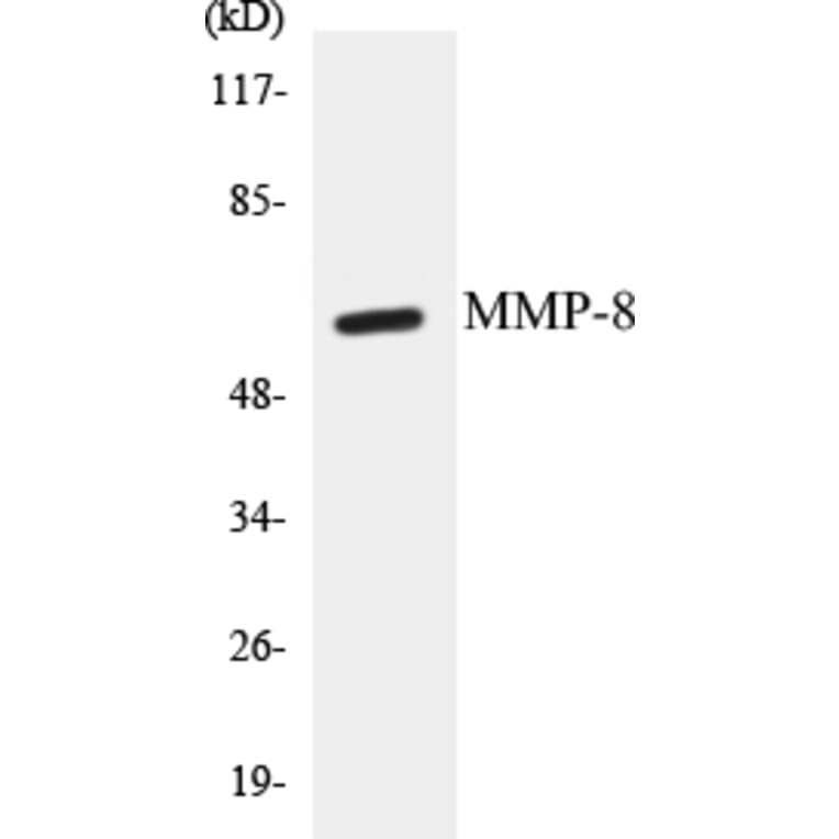 Western Blot - MMP-8 Cell Based ELISA Kit (CB5466) - Antibodies.com