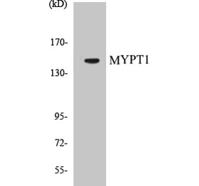 Western Blot - MYPT1 Cell Based ELISA Kit (CB5479) - Antibodies.com