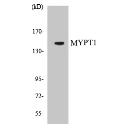 Western Blot - MYPT1 Cell Based ELISA Kit (CB5479) - Antibodies.com