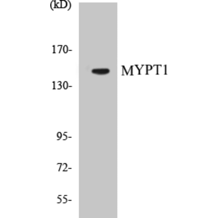 Western Blot - MYPT1 Cell Based ELISA Kit (CB5479) - Antibodies.com