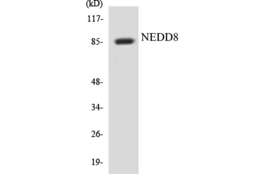Western Blot - NEDD8 Cell Based ELISA Kit (CB5482) - Antibodies.com