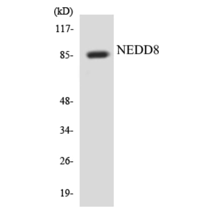 Western Blot - NEDD8 Cell Based ELISA Kit (CB5482) - Antibodies.com