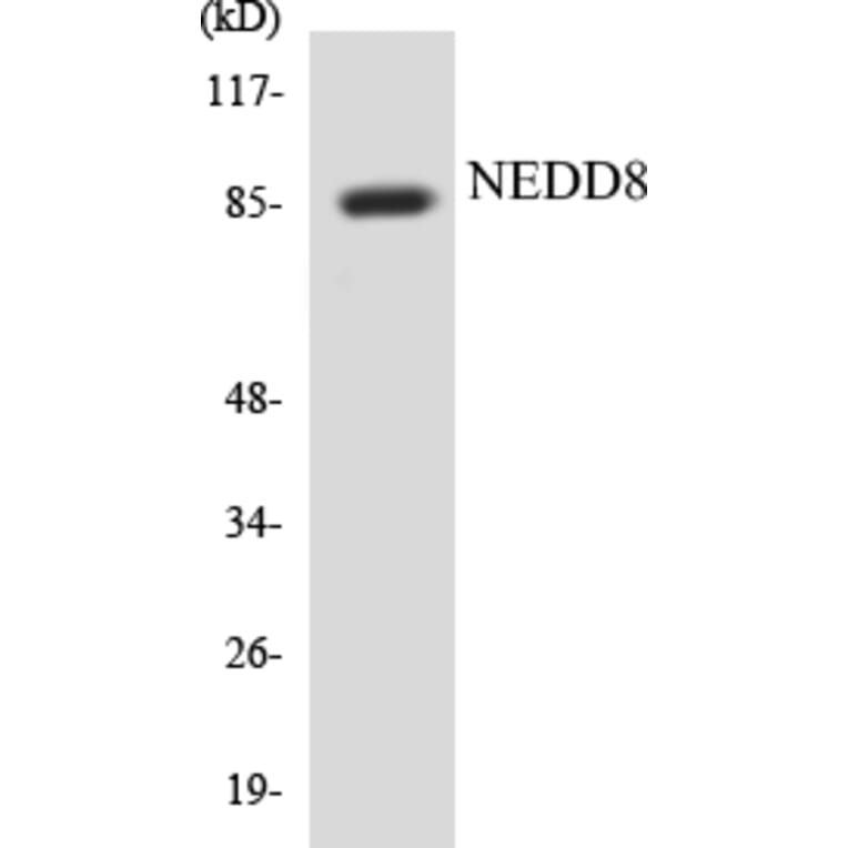 Western Blot - NEDD8 Cell Based ELISA Kit (CB5482) - Antibodies.com