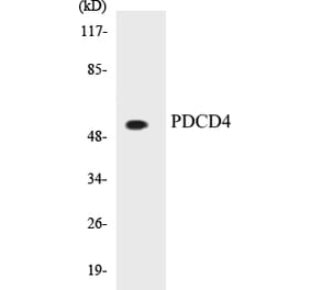 Western Blot - PDCD4 Cell Based ELISA Kit (CB5541) - Antibodies.com