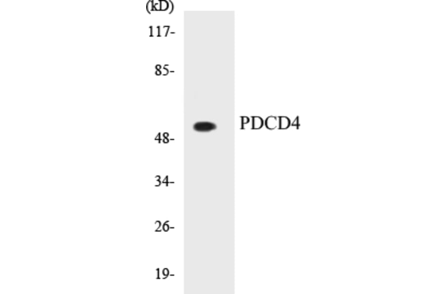 Western Blot - PDCD4 Cell Based ELISA Kit (CB5541) - Antibodies.com