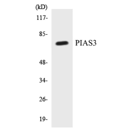 Western Blot - PIAS3 Cell Based ELISA Kit (CB5556) - Antibodies.com