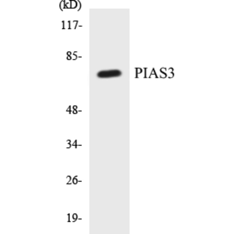 Western Blot - PIAS3 Cell Based ELISA Kit (CB5556) - Antibodies.com