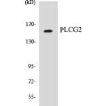 Western Blot - PLCG2 Cell Based ELISA Kit (CB5575) - Antibodies.com