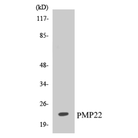 Western Blot - PMP22 Cell Based ELISA Kit (CB5579) - Antibodies.com