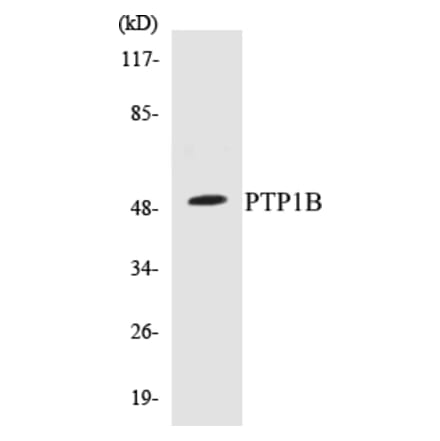 Western Blot - PTP1B Cell Based ELISA Kit (CB5594) - Antibodies.com