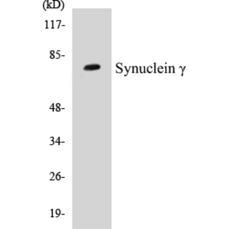 Western Blot - SENP2 Cell Based ELISA Kit (CB5621) - Antibodies.com