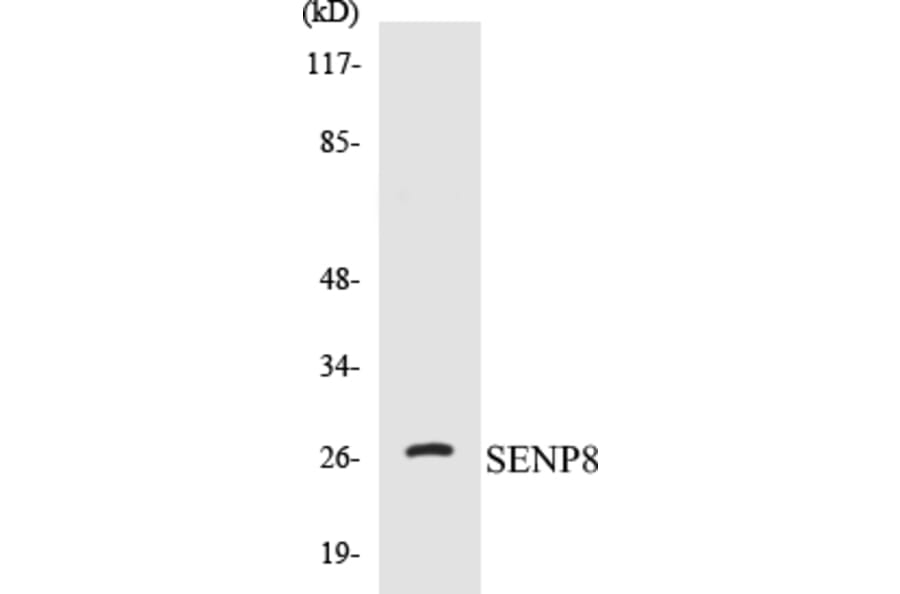 Western Blot - SENP8 Cell Based ELISA Kit (CB5624) - Antibodies.com