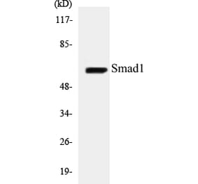 Western Blot - Smad1 Cell Based ELISA Kit (CB5637) - Antibodies.com