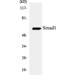 Western Blot - Smad1 Cell Based ELISA Kit (CB5637) - Antibodies.com