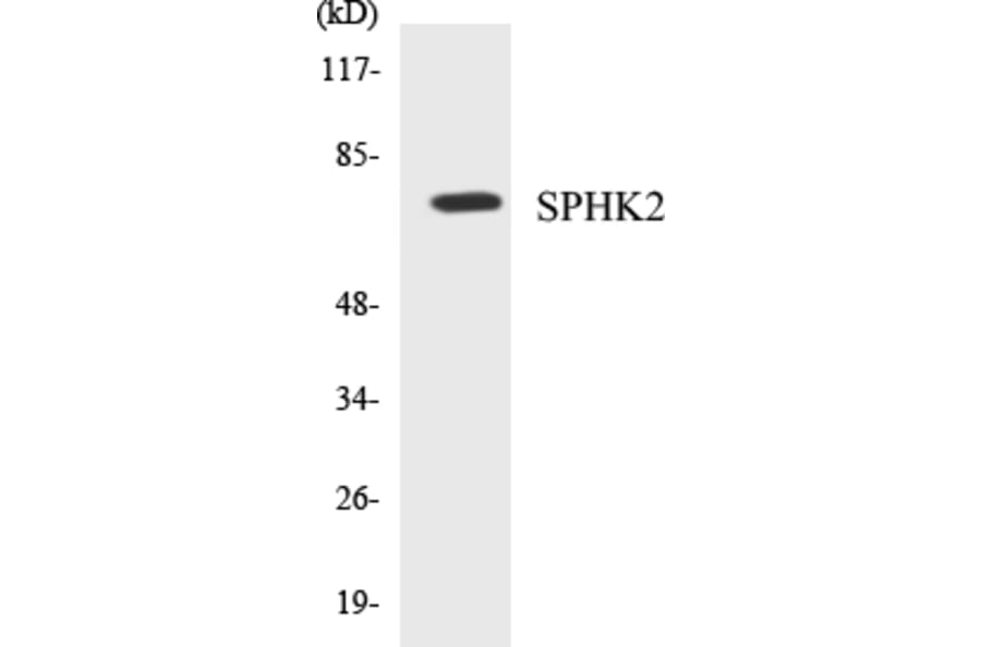 Western Blot - SPHK2 Cell Based ELISA Kit (CB5648) - Antibodies.com