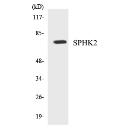 Western Blot - SPHK2 Cell Based ELISA Kit (CB5648) - Antibodies.com