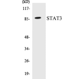 Western Blot - STAT3 Cell Based ELISA Kit (CB5656) - Antibodies.com