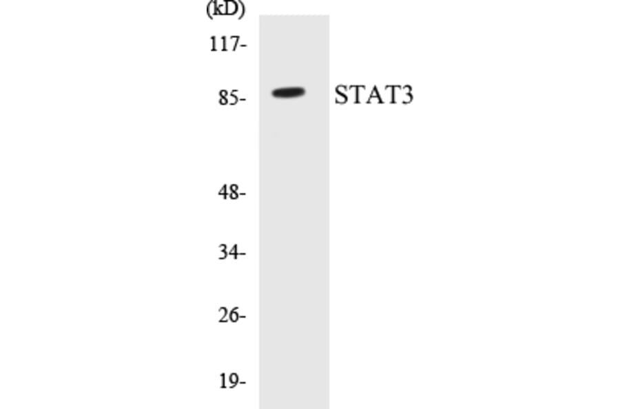 Western Blot - STAT3 Cell Based ELISA Kit (CB5656) - Antibodies.com