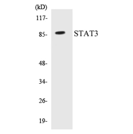 Western Blot - STAT3 Cell Based ELISA Kit (CB5656) - Antibodies.com