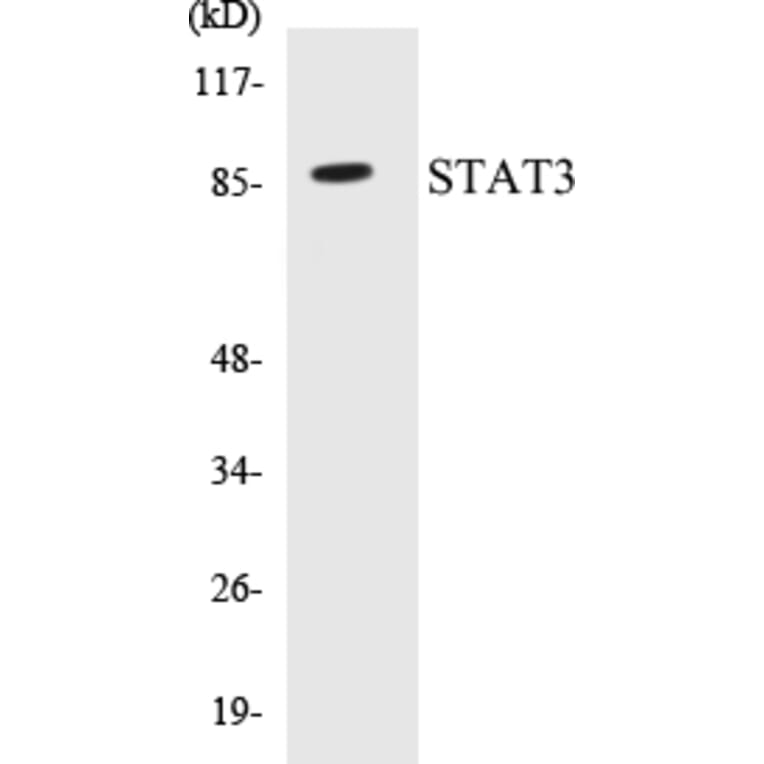 Western Blot - STAT3 Cell Based ELISA Kit (CB5656) - Antibodies.com