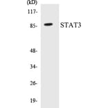 Western Blot - STAT3 Cell Based ELISA Kit (CB5656) - Antibodies.com
