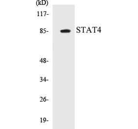 Western Blot - STAT4 Cell Based ELISA Kit (CB5657) - Antibodies.com