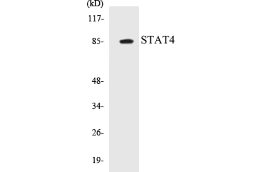 Western Blot - STAT4 Cell Based ELISA Kit (CB5657) - Antibodies.com