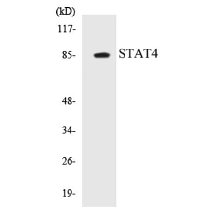 Western Blot - STAT4 Cell Based ELISA Kit (CB5657) - Antibodies.com