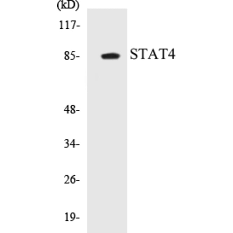 Western Blot - STAT4 Cell Based ELISA Kit (CB5657) - Antibodies.com