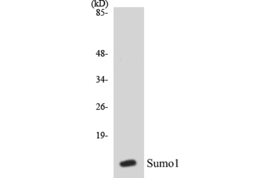 Western Blot - Sumo1 Cell Based ELISA Kit (CB5665) - Antibodies.com