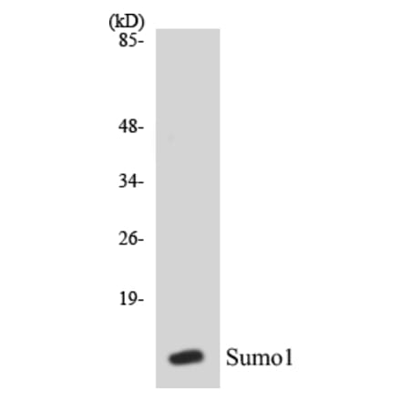 Western Blot - Sumo1 Cell Based ELISA Kit (CB5665) - Antibodies.com