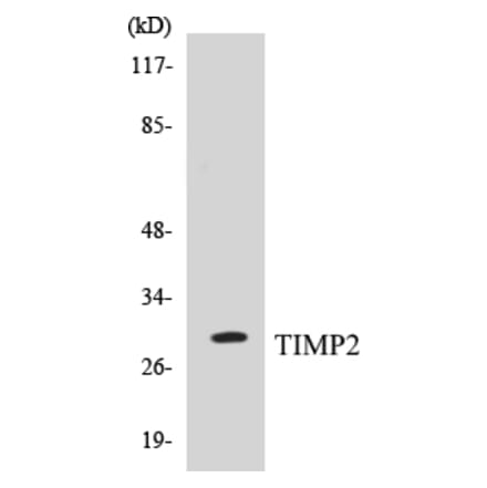 Western Blot - TIMP2 Cell Based ELISA Kit (CB5691) - Antibodies.com