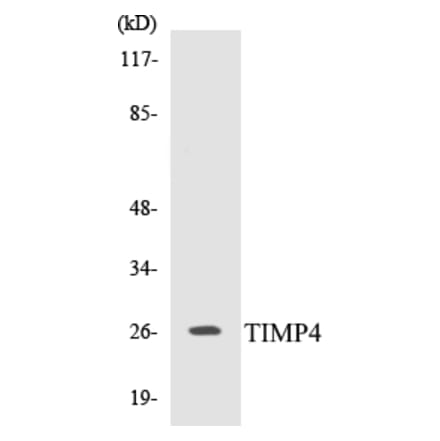Western Blot - TIMP4 Cell Based ELISA Kit (CB5693) - Antibodies.com