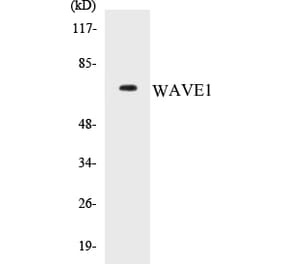 Western Blot - WAVE1 Cell Based ELISA Kit (CB5728) - Antibodies.com