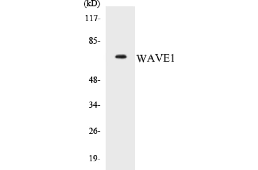 Western Blot - WAVE1 Cell Based ELISA Kit (CB5728) - Antibodies.com
