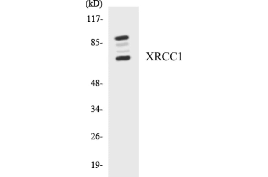 Western Blot - XRCC1 Cell Based ELISA Kit (CB5735) - Antibodies.com