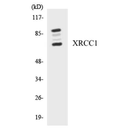 Western Blot - XRCC1 Cell Based ELISA Kit (CB5735) - Antibodies.com
