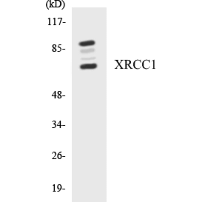 Western Blot - XRCC1 Cell Based ELISA Kit (CB5735) - Antibodies.com