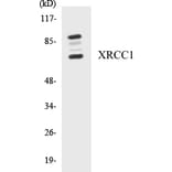 Western Blot - XRCC1 Cell Based ELISA Kit (CB5735) - Antibodies.com