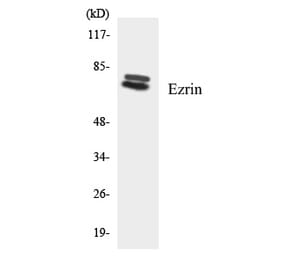 Western Blot - Ezrin Cell Based ELISA Kit (CB5745) - Antibodies.com