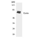 Western Blot - Ezrin Cell Based ELISA Kit (CB5745) - Antibodies.com