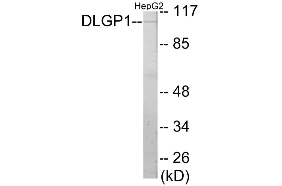 Western Blot - DLGP1 Cell Based ELISA Kit (CB5767) - Antibodies.com