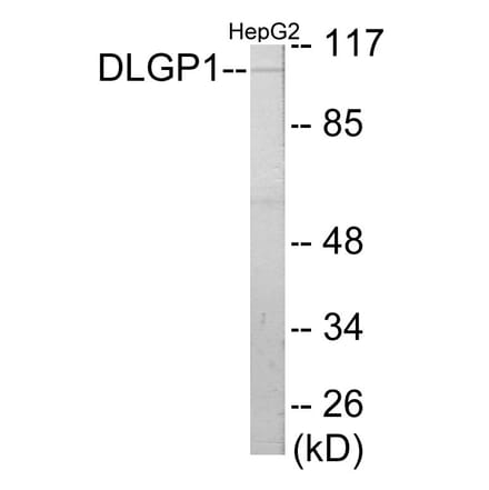 Western Blot - DLGP1 Cell Based ELISA Kit (CB5767) - Antibodies.com