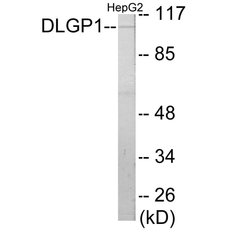 Western Blot - DLGP1 Cell Based ELISA Kit (CB5767) - Antibodies.com