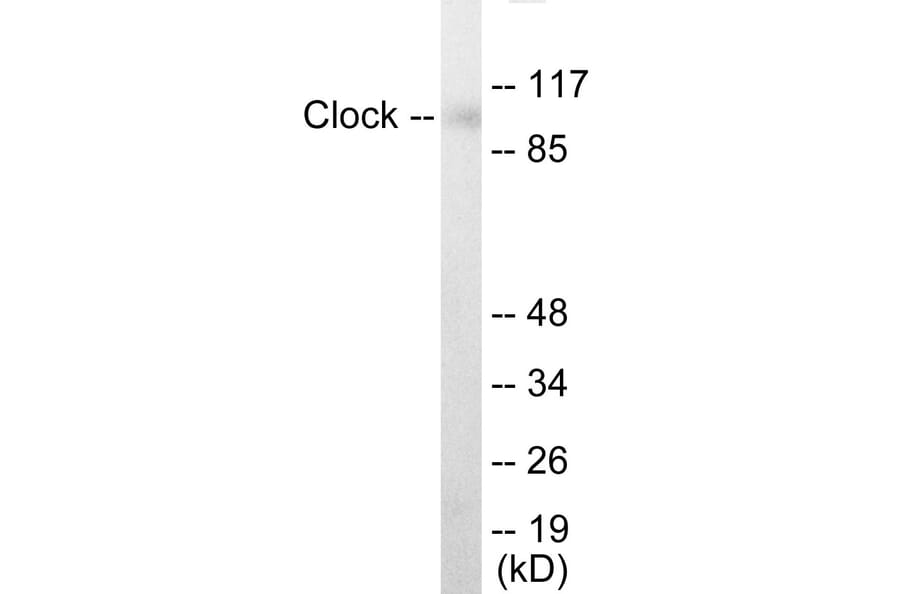 Western Blot - Clock Cell Based ELISA Kit (CB5780) - Antibodies.com