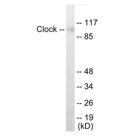 Western Blot - Clock Cell Based ELISA Kit (CB5780) - Antibodies.com