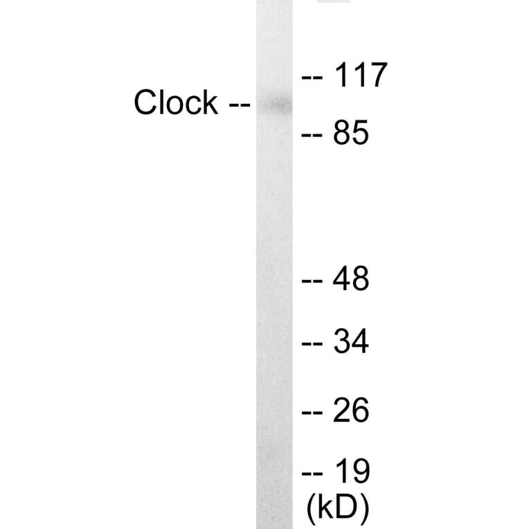 Western Blot - Clock Cell Based ELISA Kit (CB5780) - Antibodies.com
