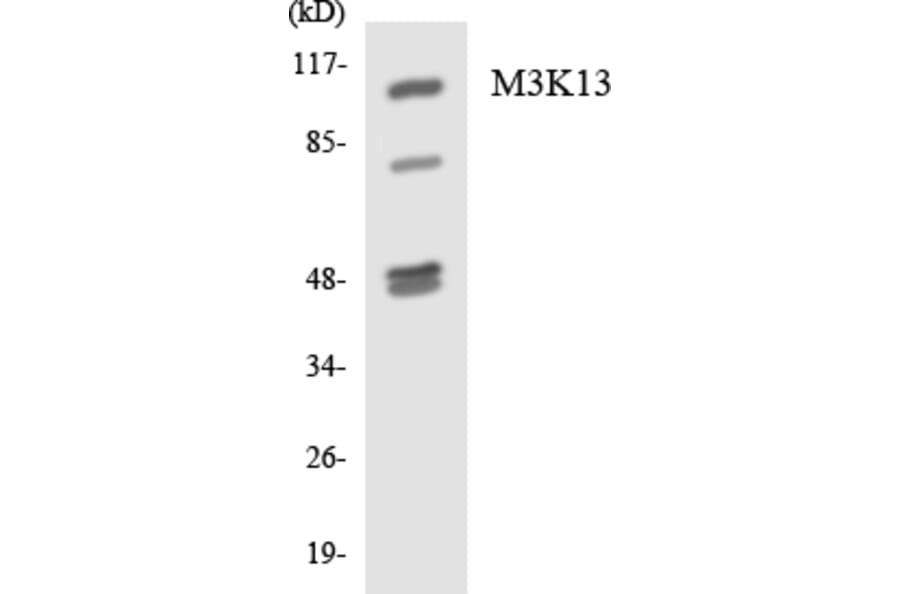 Western Blot - M3K13 Cell Based ELISA Kit (CB5781) - Antibodies.com